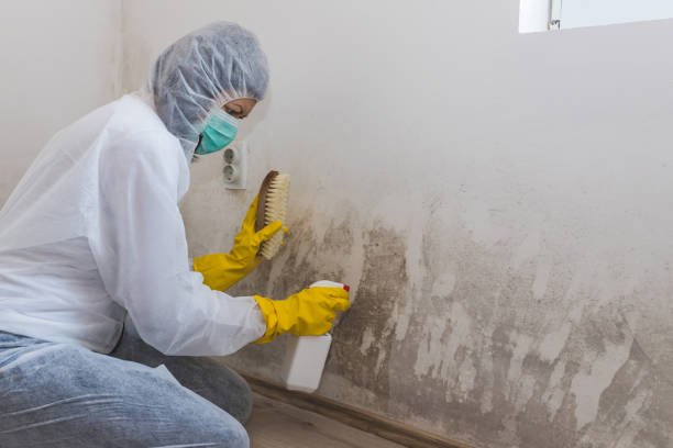 Best Mold Testing and Inspection Services in Akron, OH