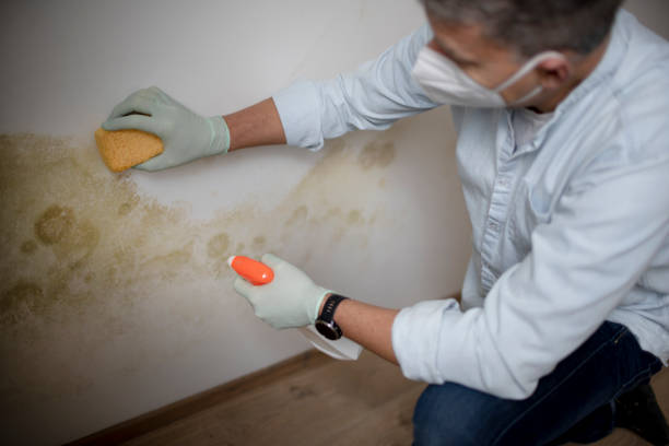 Best Black Mold Remediation in Akron, OH